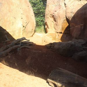 Jul. 2016 - African Journey - Honey Badger Exhibit