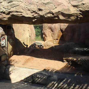 Jul. 2016 - African Journey - Honey Badger Exhibit