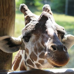 Jul. 2016 - African Journey - Giraffe Feeding
