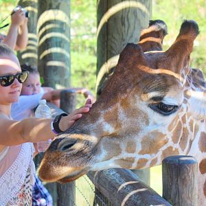 Jul. 2016 - African Journey - Giraffe Feeding - Breaking the Rules