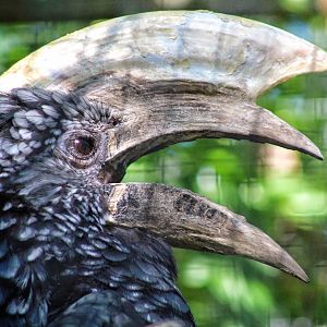 Jul. 2016 - African Journey - Silvery-cheeked Hornbill