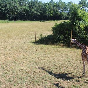 Jul. 2016 - African Journey - Reticulated Giraffe Exhibit (Left Side)