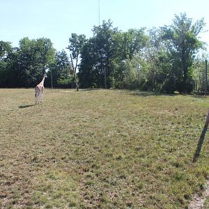 Jul. 2016 - African Journey - Reticulated Giraffe Exhibit (Right Side)