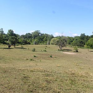 Jul. 2016 - African Journey - 3.8 Acre Savannah (5 Species)