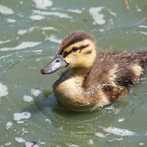 Jul. 2016 - Zoo Central - Mallard Duckling