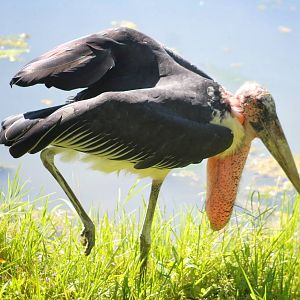 Jul. 2016 - African Journey - Marabou Stork