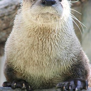 Jul. 2016 - Zoo Central - River Otter