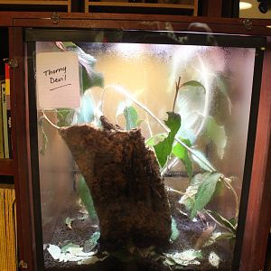 Jul. 2016 - Indonesian Rainforest - Thorny Devil Exhibit