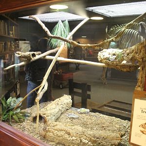 Jul. 2016 - Indonesian Rainforest - Northern Tree Shrew Exhibit