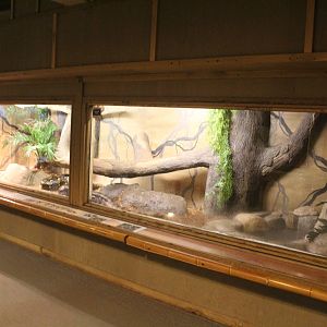 Jul. 2016 - Indonesian Rainforest - Reticulated Python Exhibit