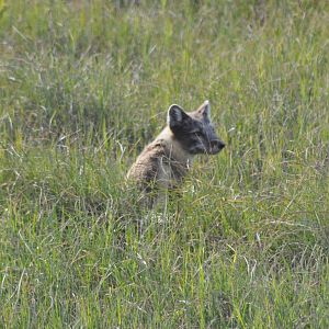 Arctic Fox - Alaska