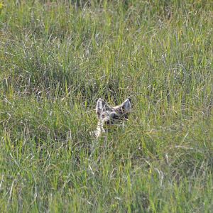 Arctic Fox - Alaska