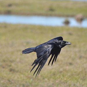 Common Raven - Alaska