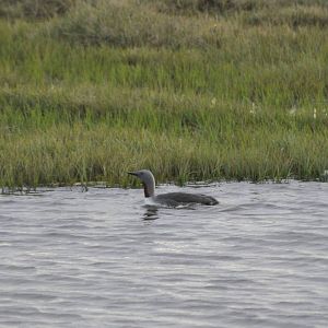 Red-throated Loon - Alaska
