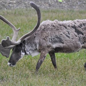 Caribou - Alaska