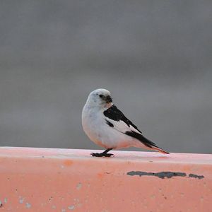 Snow Bunting - Alaska