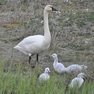 Tundra Swans - Alaska