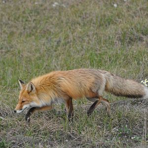 Red Fox - Alaska