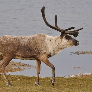 Caribou - Alaska