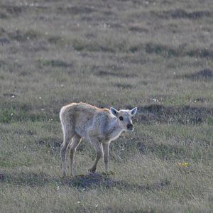 Caribou - Alaska