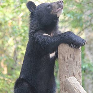 Free the Bears Tat Kuang Si Bear Rescue Centre