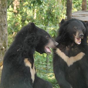 Free the Bears Tat Kuang Si Bear Rescue Centre