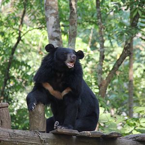 Free the Bears Tat Kuang Si Bear Rescue Centre