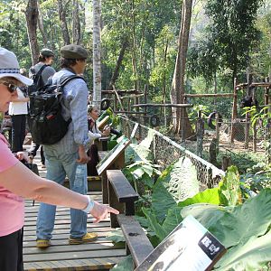 Free the Bears Tat Kuang Si Bear Rescue Centre