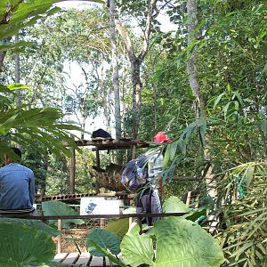 Free the Bears Tat Kuang Si Bear Rescue Centre