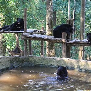 Free the Bears Tat Kuang Si Bear Rescue Centre