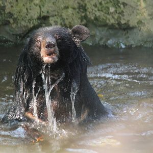Free the Bears Tat Kuang Si Bear Rescue Centre
