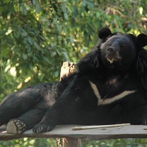 Free the Bears Tat Kuang Si Bear Rescue Centre