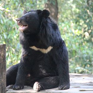 Free the Bears Tat Kuang Si Bear Rescue Centre