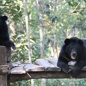 Free the Bears Tat Kuang Si Bear Rescue Centre