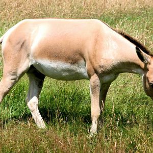 Onager; Whipsnade; 23rd July 2016