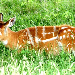 Sitatunga; Whipsnade; 23rd July 2016