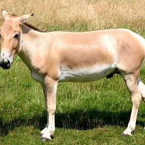 Onager; Whipsnade; 23rd July 2016
