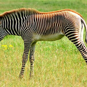 Grevy's zebra foal; Whipsnade; 23rd July 2016