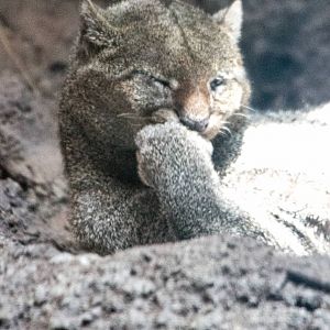 Jaguarundi