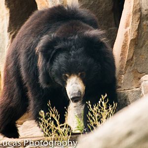 Sloth Bear