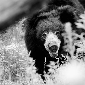 Sloth Bear
