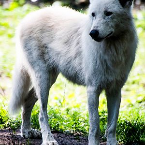 Arctic Wolf