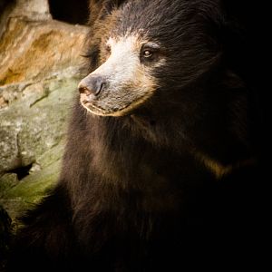 Sloth Bear
