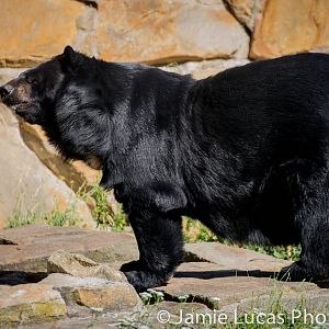 Asiatic Black Bear