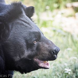 Asiatic Black Bear