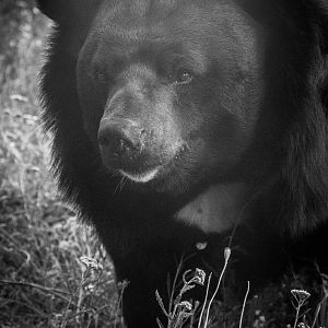 Asiatic Black Bear