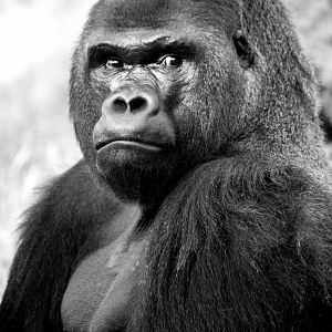 Western Lowerland Gorilla