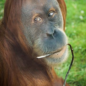 Sumatran Orangutan
