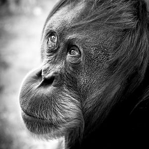 Sumatran Orangutan