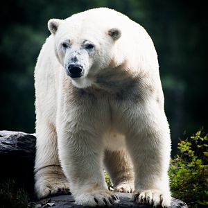 Polar Bear